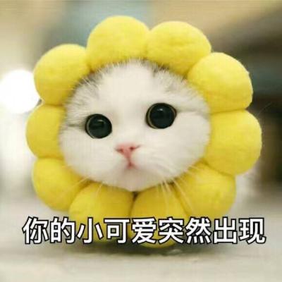 喵小可爱