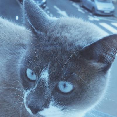 猫大坨-。-