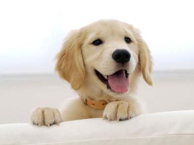 美颜狗🐶