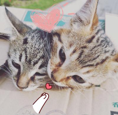 Harmo&Mony之母