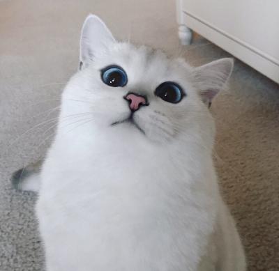 茄茄