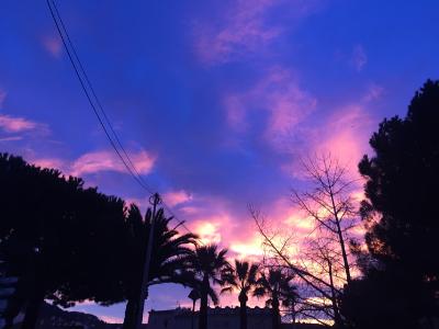 Iris in nice 