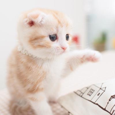 爱吃蛋糕的猫🐈🍰