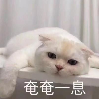泡泡