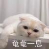 泡泡