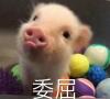 油条大使