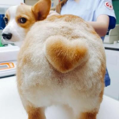 密西