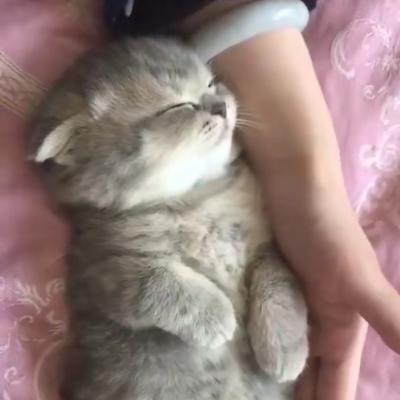 天使肖申克