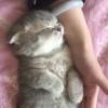 天使肖申克