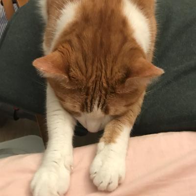 一地猫毛