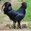 恰西西