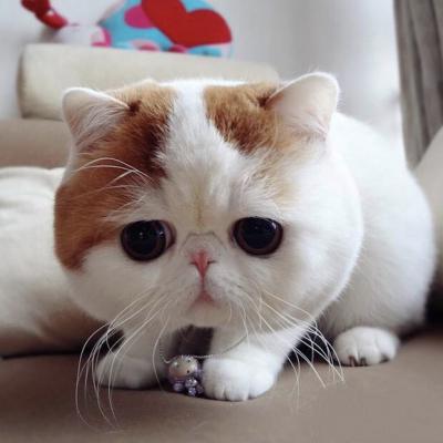 一分钱 • 猫猫