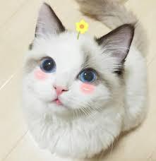 猫文