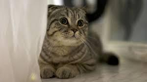 我想养猫