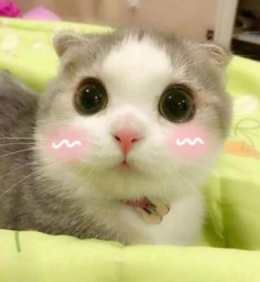 小苹果
