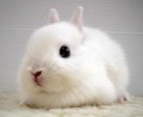 daphny poupee