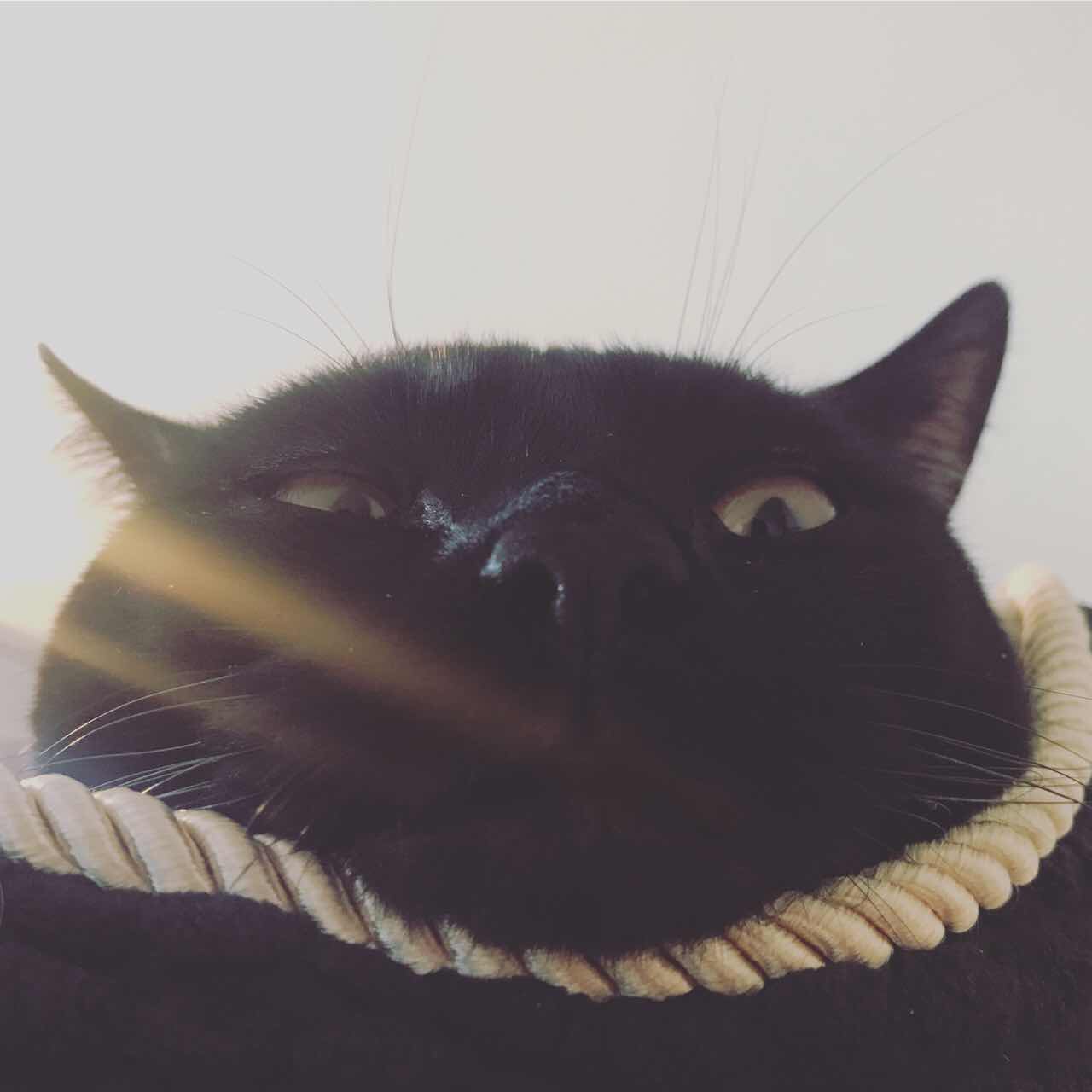 蹦