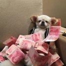 阿哩哩哩哩