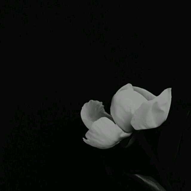 Vida