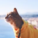 Pépère🐈