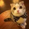 ️兰猫