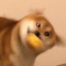 宅米