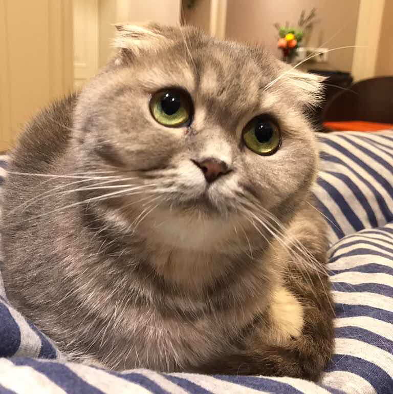 聪明猫
