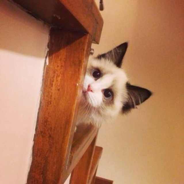 小熊猫_嘟嘟胖