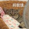 callme样样了啦