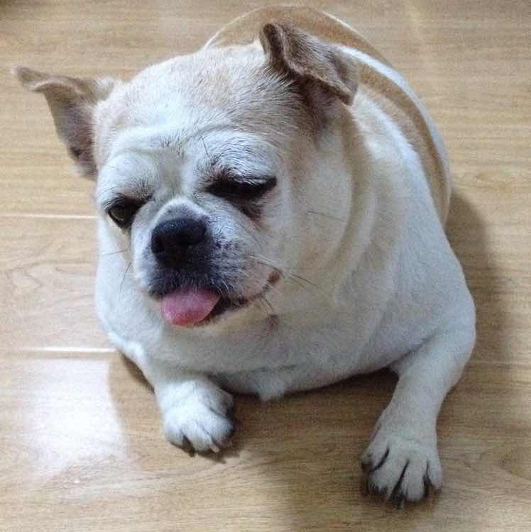桂圆