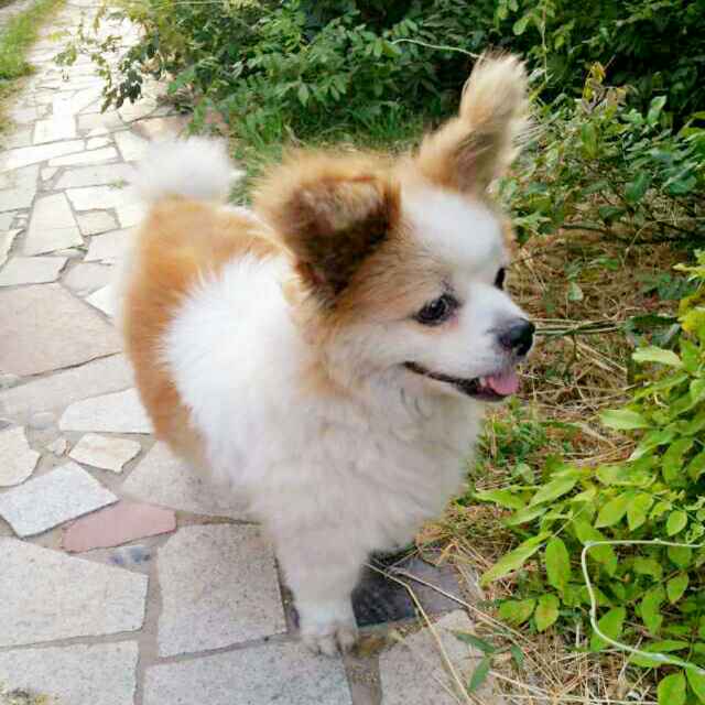 👑Lulu🐶